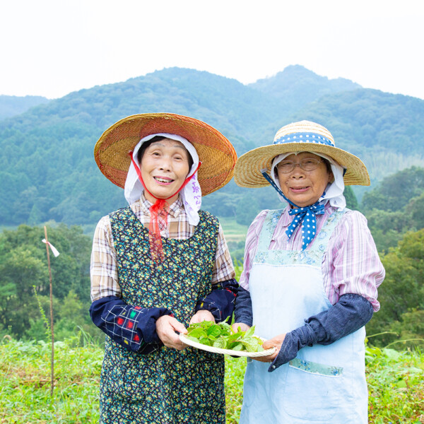 野草摘み